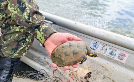 Fiscalização do Naturatins no Bico do Papagaio resulta na apreensão de redes de pesca e resgate de quelônios 