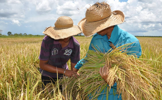 Tocantins é o 3º estado que mais cresceu no valor da produção agrícola entre 2018 e 2023