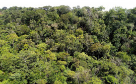 Governo do Tocantins reduz em 33,6% área desmatada em 2024 e registra melhor desempenho ambiental dos últimos anos