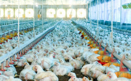 Tocantins descarta presença do vírus de alta patogenicidade da gripe aviária e tranquiliza a população para o consumo de carne e ovos
