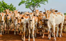 Adapec alerta produtores rurais sobre prazo para declaração obrigatória de informações pecuárias que encerra dia 31 de maio