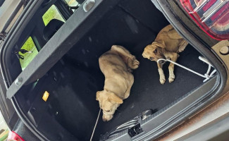 Em Paraíso do Tocantins, Polícia Civil indicia casal que deixou cachorros abandonados em casa 
