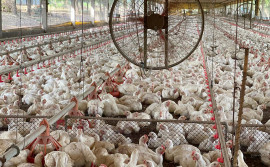 Tocantins descarta gripe aviária e animais seguem livres de doenças

