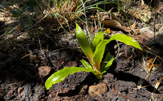 Naturatins e Unitins reintroduzem exemplares de bromélias à natureza e reforçam a preservação do Cerrado tocantinense
