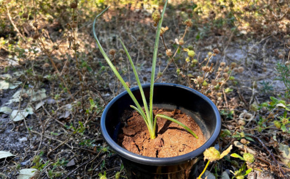 Naturatins e Unitins reintroduzem exemplares de bromélias à natureza e reforçam a preservação do Cerrado tocantinense