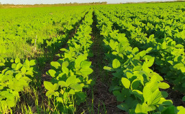 Governo do Tocantins prorroga o prazo da janela de plantio de soja nas várzeas tropicais até dia 6 de junho