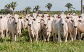 Governo do Tocantins amplia até 10 de junho prazo para fazer declaração de informações pecuárias sem multa
