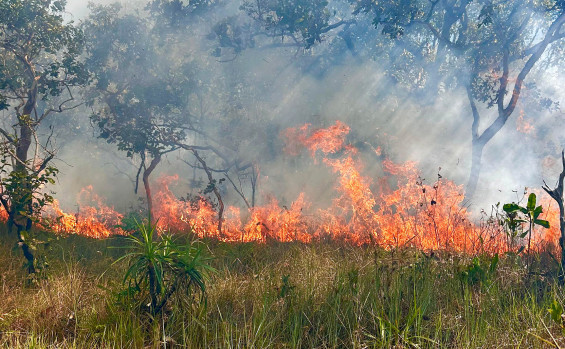 Naturatins e Ibama fortalecem parceria com intercâmbio sobre Manejo Integrado do Fogo