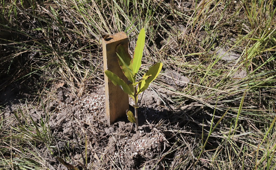 Governo do Tocantins entrega primeira etapa do Projeto Plantando Água, maior projeto de recuperação de nascentes do estado