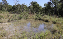 Governo do Tocantins entrega primeira etapa do Projeto Plantando Água, maior projeto de recuperação de nascentes do estado