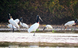 Governo do Tocantins realiza ação de vigilância e prevenção da Influenza Aviária no Parque Estadual do Cantão