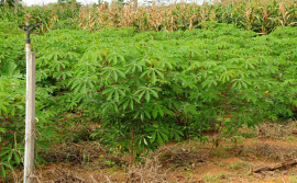 Governo do Tocantins incentiva a cultura da mandioca para ampliar resultados no campo