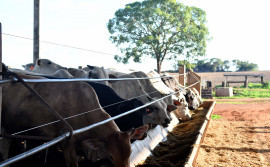 Adapec orienta produtores sobre a proibição do uso de cama de aviário na alimentação de animais