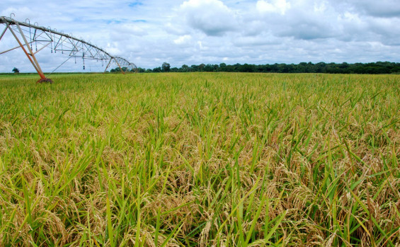 Governo do Tocantins celebra recorde histórico na safra de grãos e consolida protagonismo no agro nacional