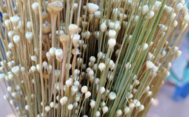 Governo do Tocantins realiza georreferenciamento de campos de capim-dourado do território Krahô