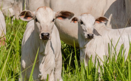 Governo do Tocantins orienta produtores rurais a vacinar bezerras de 3 a 8 meses contra a brucelose até 30 de junho