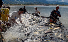 Governo do Tocantins celebra crescimento de mais de 31% na produção de pescado no estado