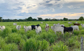 Governo do Tocantins apresenta a pecuaristas sistemas de tecnologias aplicadas na produção bovina na Rota da Pecuária

