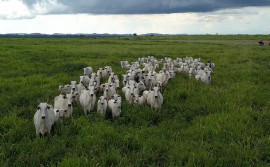 Governo do Tocantins consolida liderança climática com o REDD+ e busca integrar ações de sustentabilidade a acordos comerciais com a China