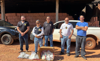 Polícia Civil incinera mais de 7 kg de entorpecentes apreendidos durante operações no interior do Tocantins
