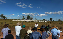 Rota da Pecuária avança na região centro-norte do Tocantins com foco em inovação e integração na produção bovina