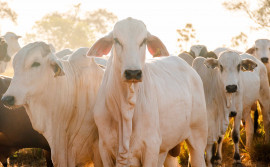 Tocantins bate recorde no abate de bovinos e na produção de ovos no 1º trimestre de 2025
