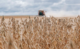 Governo do Tocantins anuncia vazio sanitário da soja no Tocantins a partir do dia 1º de julho