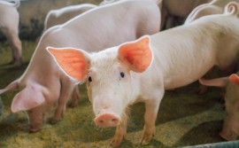 Adapec conclui monitoramento sorológico de Peste Suína Clássica e comprova ausência de vírus da doença no Tocantins