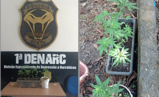 Denarc destrói estrutura montada para cultivo de maconha na zona rural de Palmas
