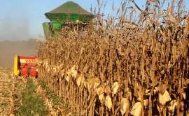 Governo do Tocantins celebra safra recorde de milho com previsão de colher mais de 2 milhões de toneladas