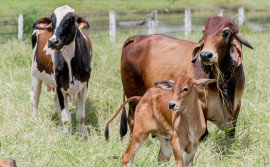 Tocantins alcança índice vacinal de 91,93% contra brucelose

