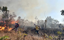 Governo do Tocantins conclui treinamento de novos brigadistas com prática de combate a incêndios florestais
