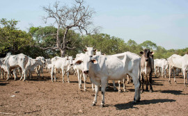 Adapec orienta proprietários de animais na Ilha do Bananal a fazerem a declaração de informações pecuárias a partir de 1º de agosto
