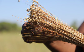 Governo do Tocantins inicia nova edição da Operação Capim-Dourado para coibir ilegalidades e proteger o Cerrado
