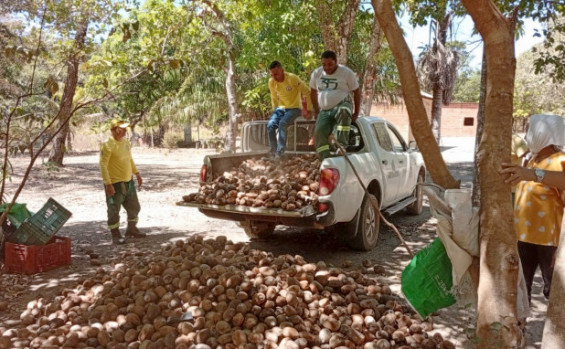 Naturatins apoia mulheres extrativistas no transporte do coco babaçu 