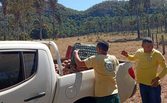 Naturatins apoia mulheres extrativistas no transporte do coco babaçu 