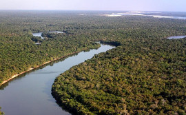 Governo do Estado abre inscrições para o Seminário de Floresta Plantada no Tocantins 
