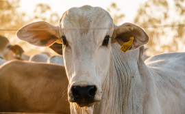 Adapec reforça medidas preventivas e apreende lotes da vacina Excell 10
