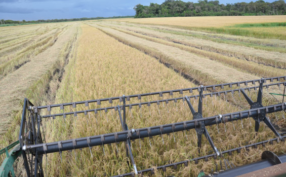 Tocantins se consolida como terceiro maior produtor de arroz do Brasil 