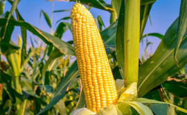 Governo do Tocantins celebra produção recorde de 2,25 milhões de toneladas de milho segunda safra
