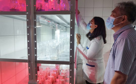 Germinação da semente de baunilha é tema de pesquisa na Unitins