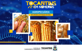 Tocantins atinge novo recorde na produção de grãos com 9,1 milhões de toneladas colhidas na safra 2024/25
