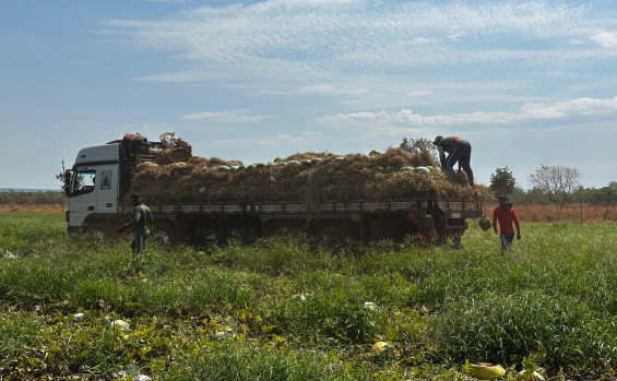 Na região central do estado, Governo do Tocantins apresenta avanços no cultivo da melancia durante Rota da Fruticultura 
