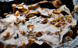 Adapec recomenda intensificação da vigilância nos apiários como medida preventiva do pequeno besouro das colmeias