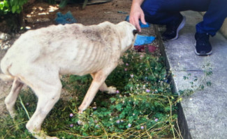 Polícia Civil indicia homem por maus-tratos a animais em Paraíso do Tocantins