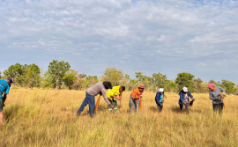 Naturatins autoriza coleta do capim-dourado e beneficia associações de artesãos e extrativistas na região do Jalapão 