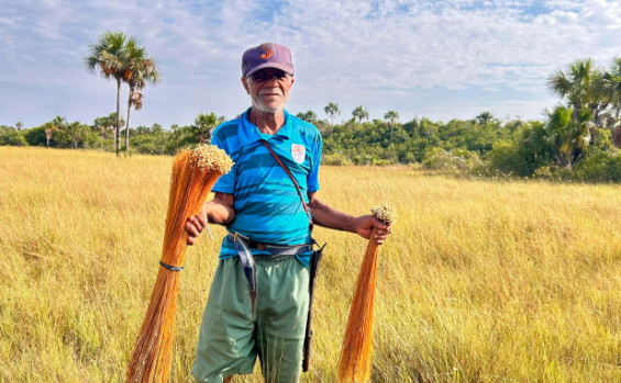 Naturatins autoriza coleta do capim-dourado e beneficia associações de artesãos e extrativistas na região do Jalapão 