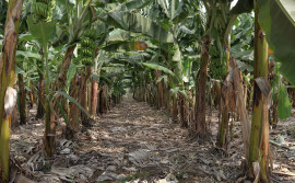 Governo do Tocantins reforça monitoramento climático e destaca importância da agrometeorologia para o setor produtivo