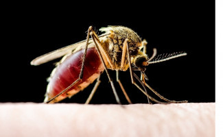 SES-TO promove webinário sobre descentralização do teste rápido de leishmaniose visceral humana