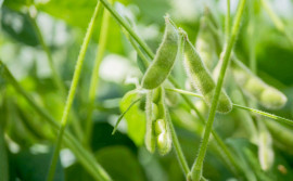 Governo do Tocantins libera plantio de soja a partir de quarta-feira, 1º de outubro